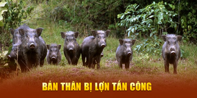 Bản thân bị lợn tấn công