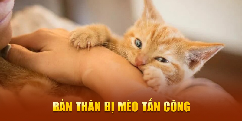 Bản thân bị mèo tấn công