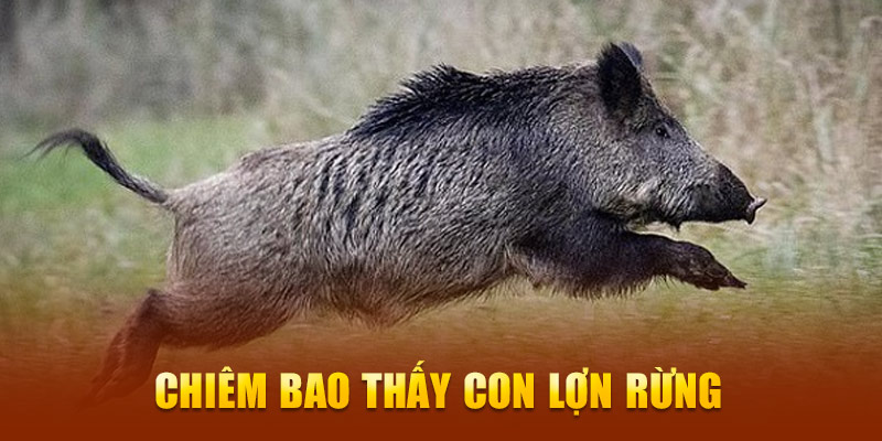 Chiêm bao thấy con lợn rừng