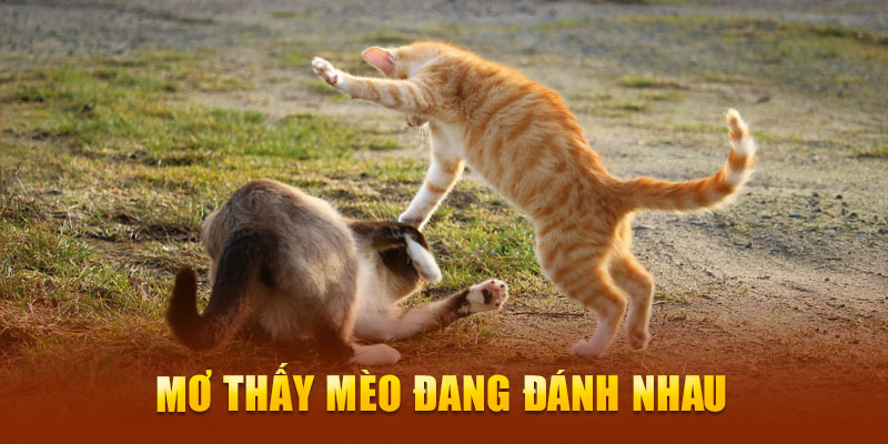 Mơ thấy mèo đang đánh nhau