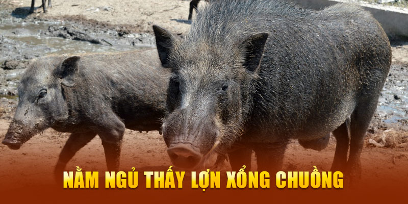 Nằm ngủ thấy lợn xổng chuồng