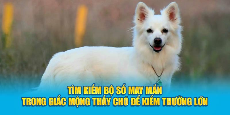Tìm kiếm bộ số may mắn trong giấc mộng thấy chó để kiếm thưởng lớn